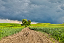 Palouse