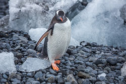 Antarctica