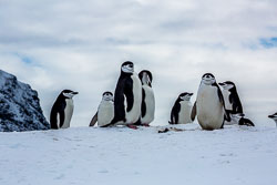 Antarctica