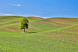 Palouse