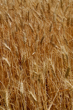 Palouse