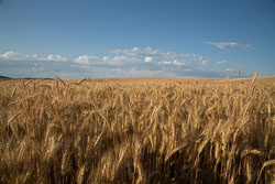 Palouse